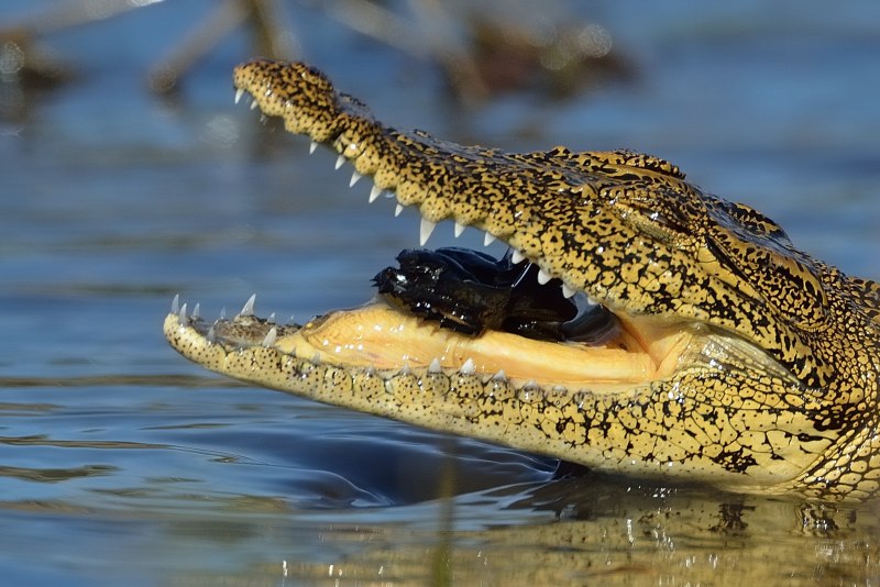 Морской крокодил (Crocodylus porosus)