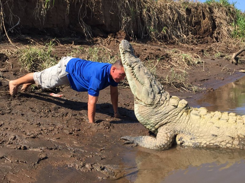 Alligator vs Crocodile