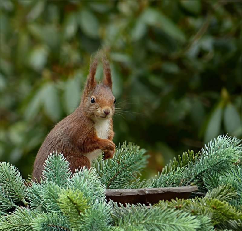 Squirrel with Nuts in mouth