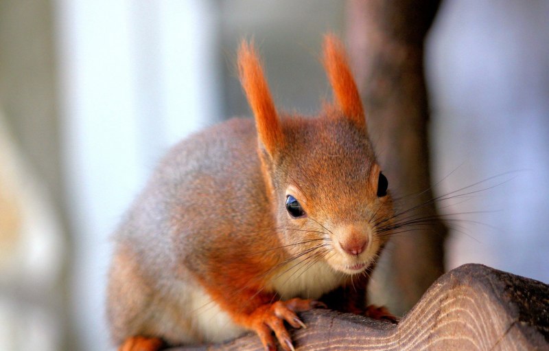 Sciurus spadiceus