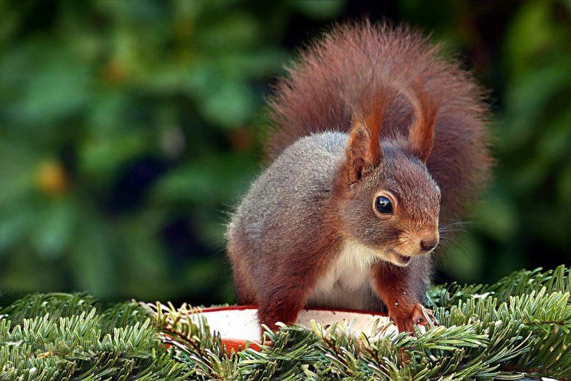 Sciurus vulgaris