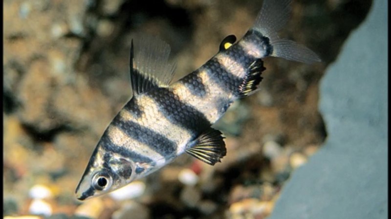 Abramites hypselonotus
