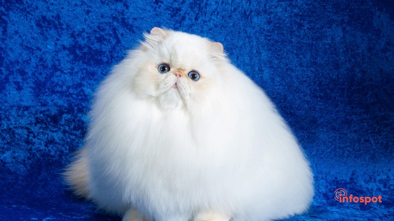 Гималайский кот