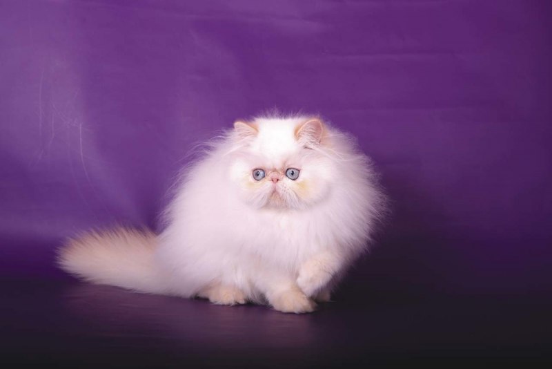 Персидсдско гималайская кошка