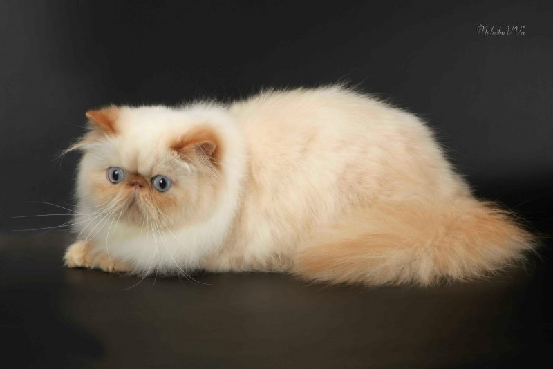 Гималайский персидский кот