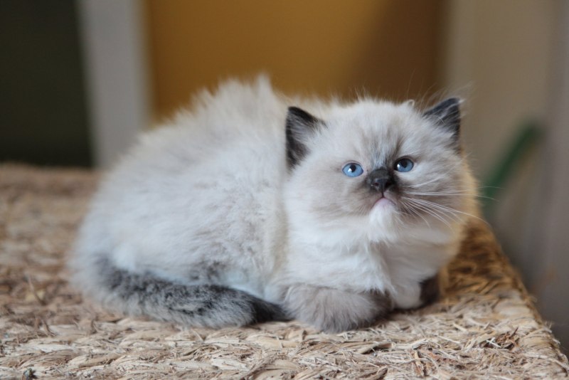 Гималайская кошка черная