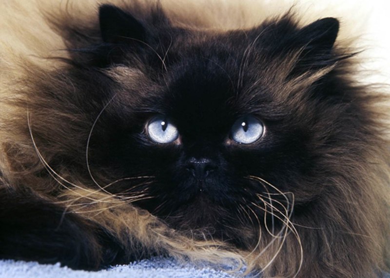Гималайская Персидская кошка