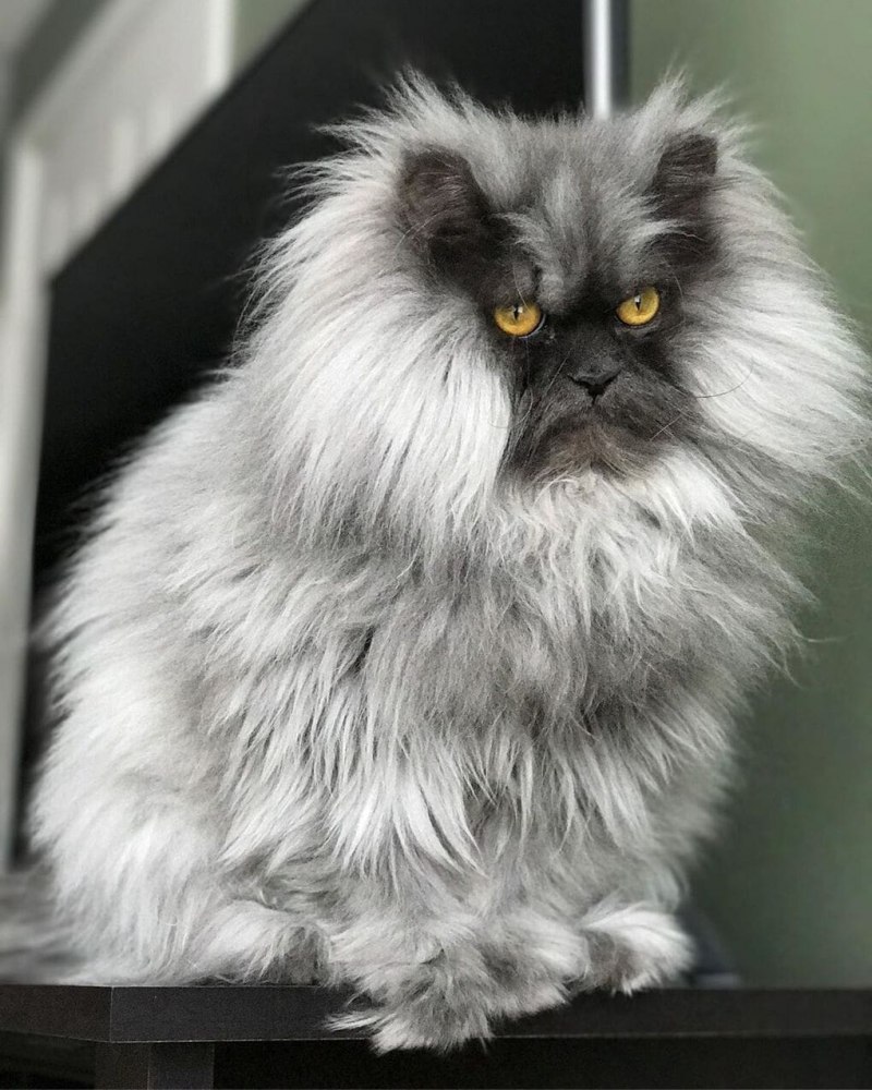 Гималайский персидский кот ред Пойнт