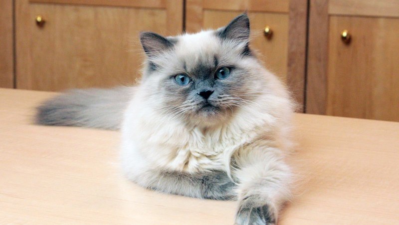 Гималайская кошка котенок