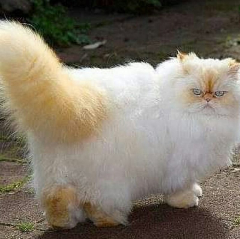 Гималайская Персидская кошка