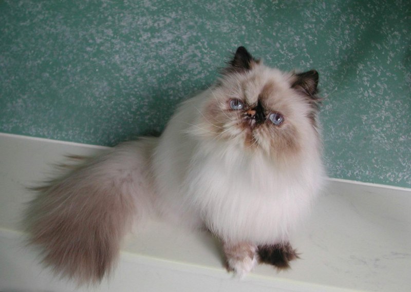 Котёнок персидский шиншилловая гималайская