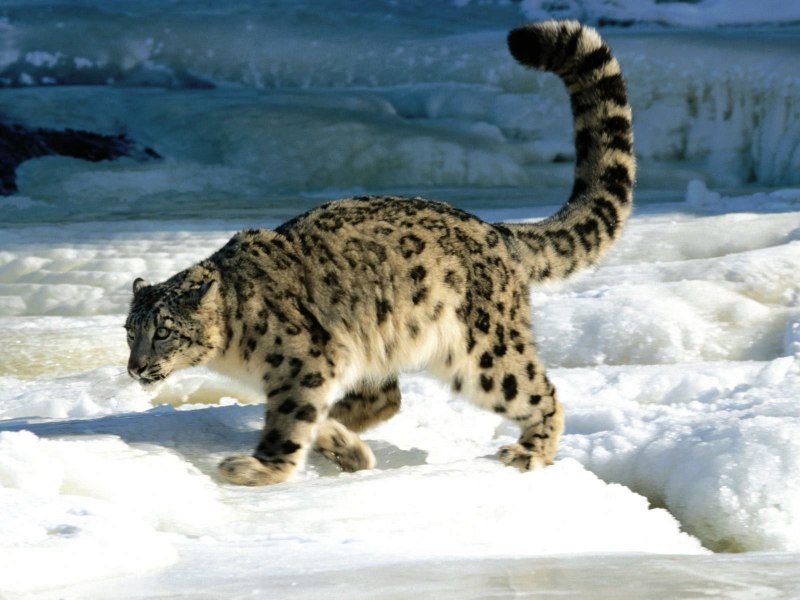 Ирбис, или снежный Барс (uncia uncia, Panthera uncia)