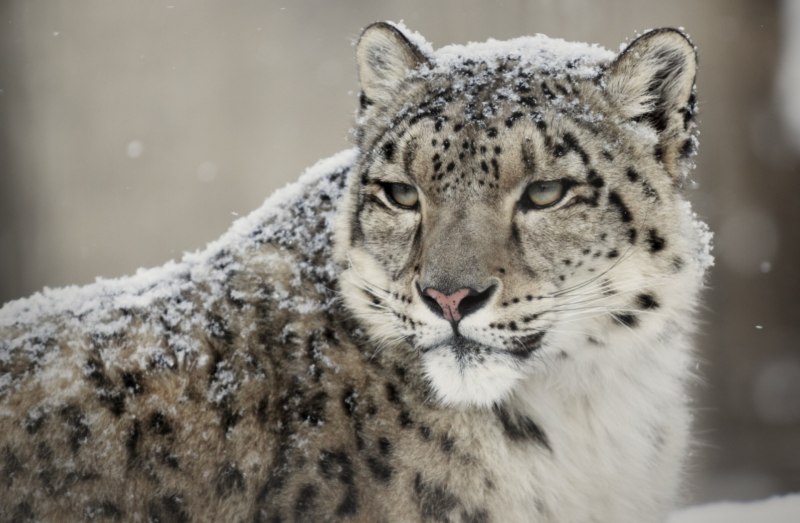 - Снежный Барс (Panthera uncia