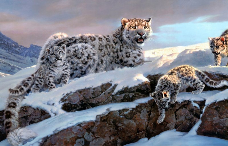 Irbis Snow Leopard