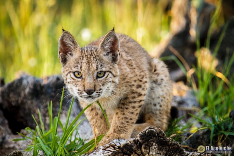 Пиренейская Рысь (Lynx pardinus):