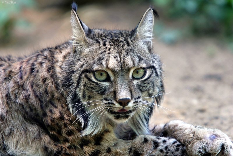 Испанская (Иберийская) Рысь (лат. Lynx pardinus)