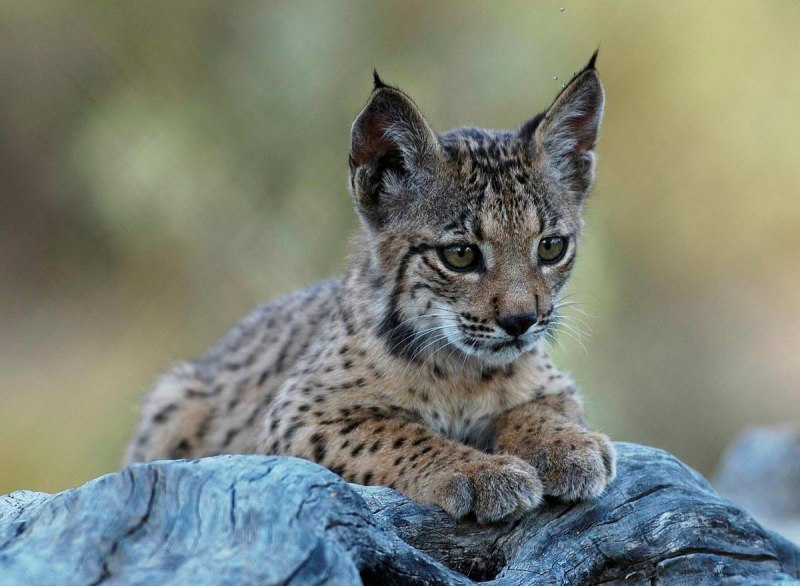 Lynx хайвон