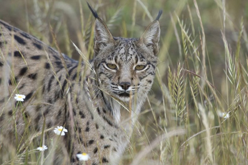 Iberian Lynx Habitat