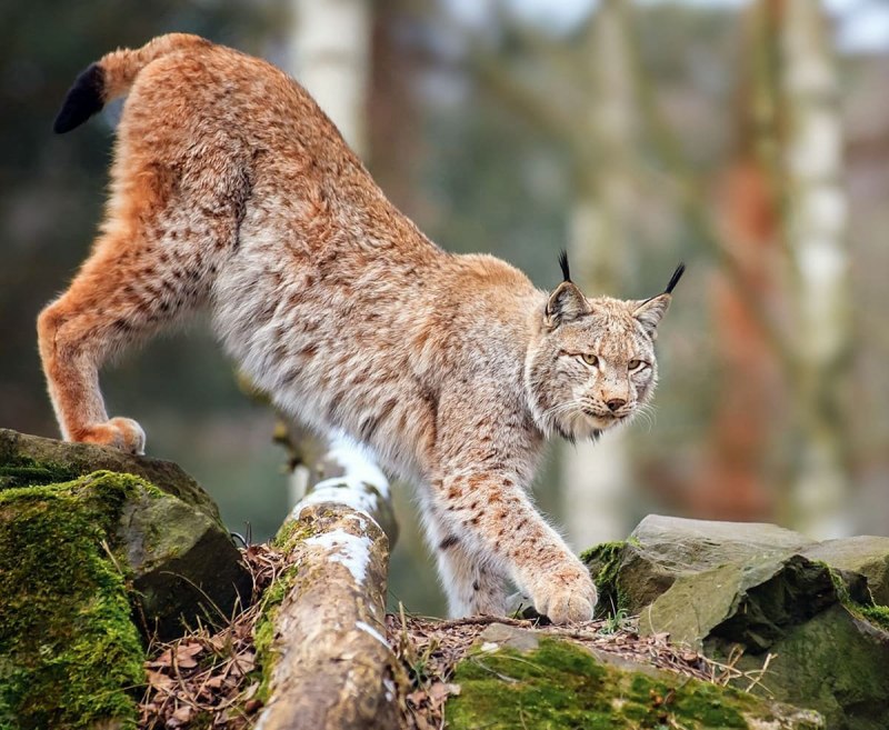 Lynx issiodorensis
