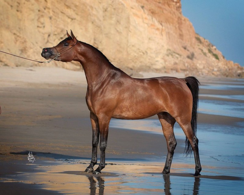 Equus gmelini