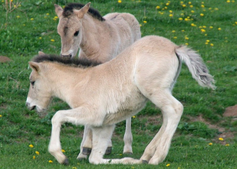 Horse Liter