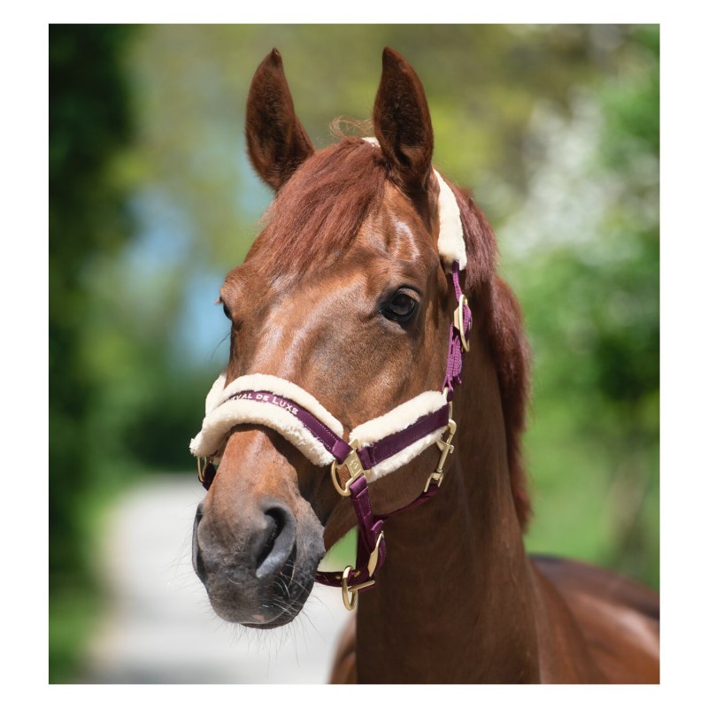 Лошадь Пржевальского Equus przewalskii