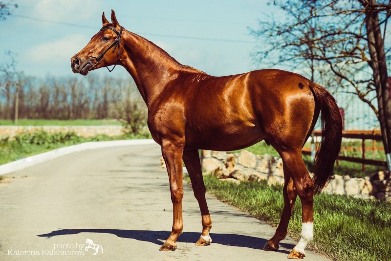 EUROHORSE