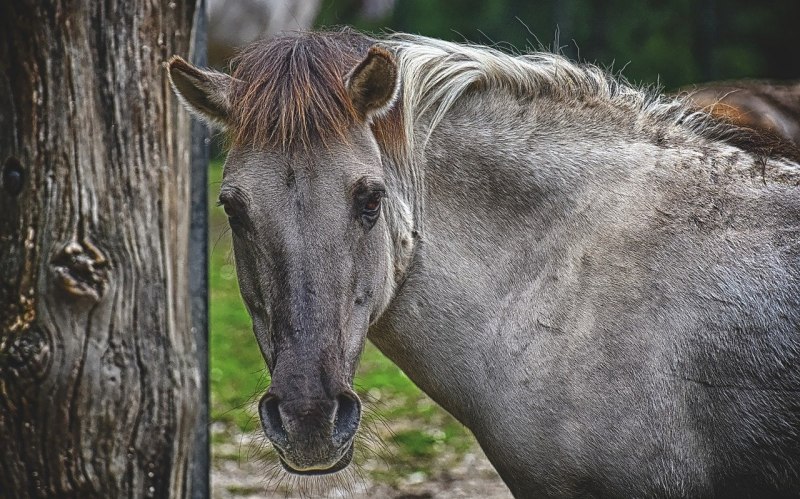 Попона Horseware