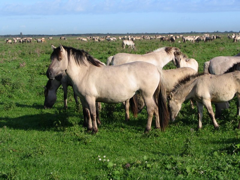 Equus лошадь