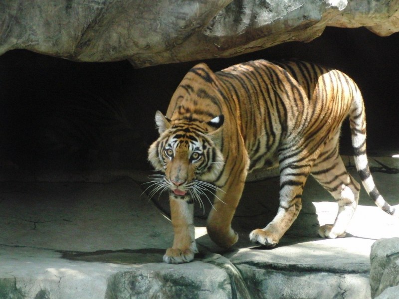Panthera Tigris sondaica