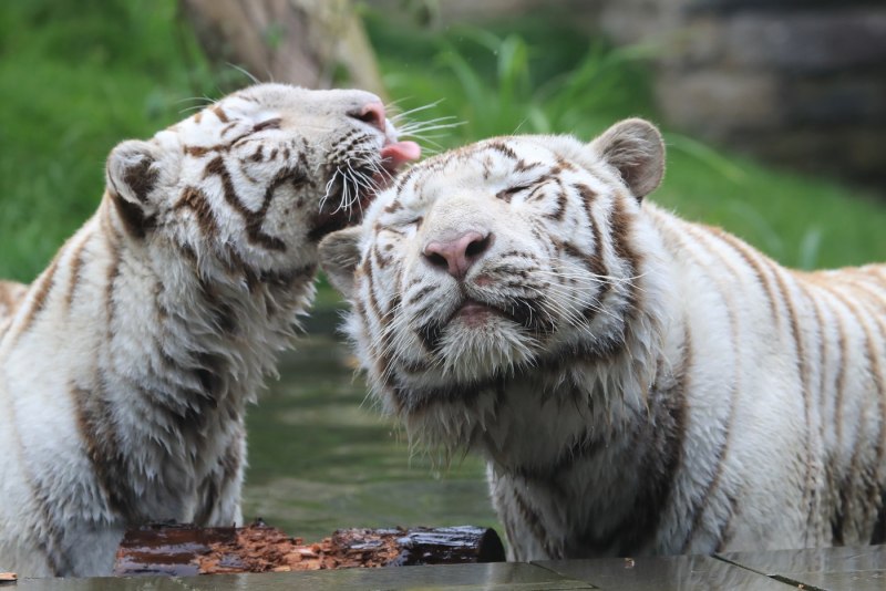Panthera Tigris sondaica