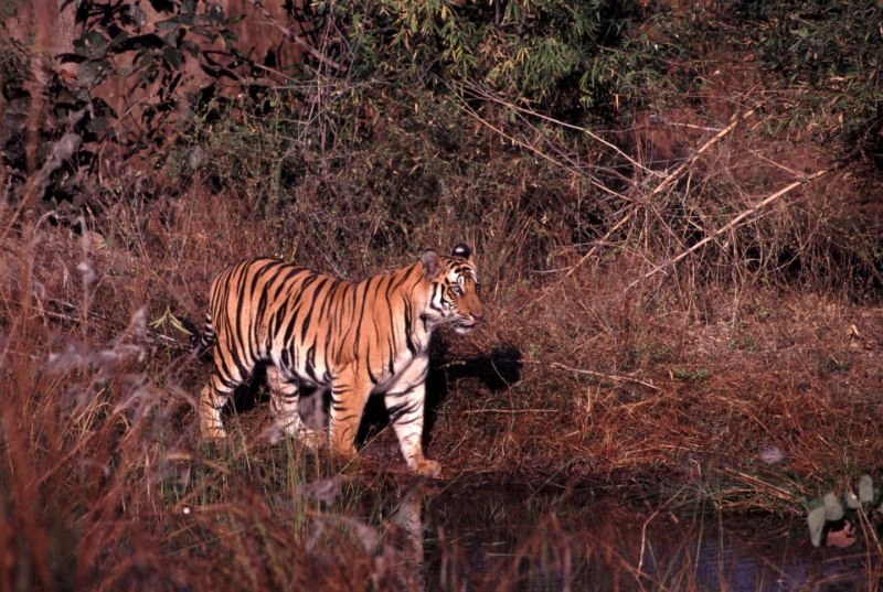 Малайский тигр (Panthera Tigris Jacksoni)