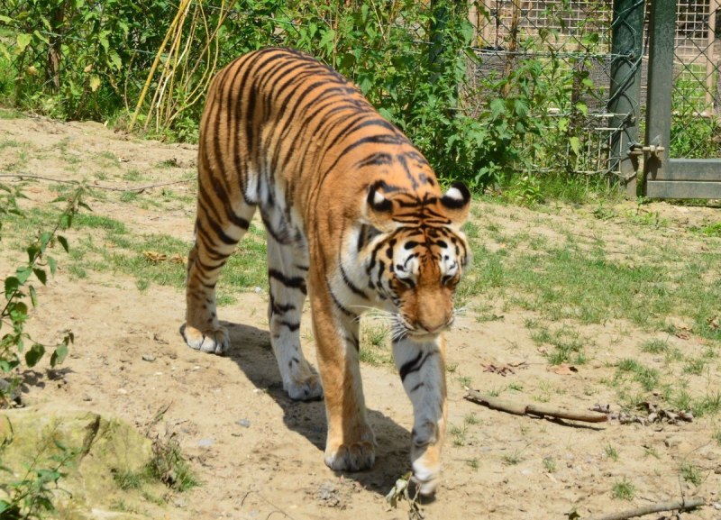 Тигр (Panthera Tigris)