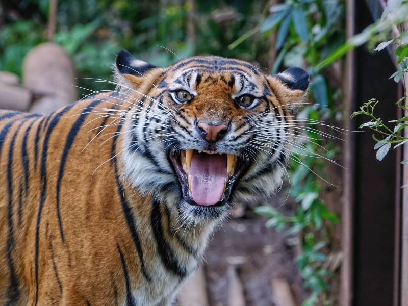 Яванский тигр (Panthera Tigris sondaica)