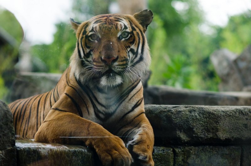 Малайский тигр (Panthera Tigris Jacksoni)