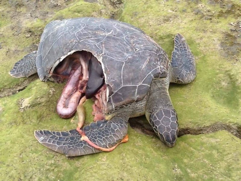 Graptemys nigrinoda