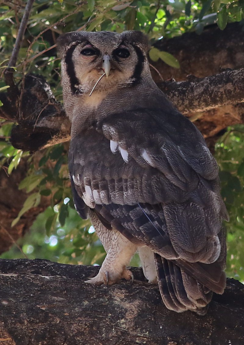Коромандельский Филин