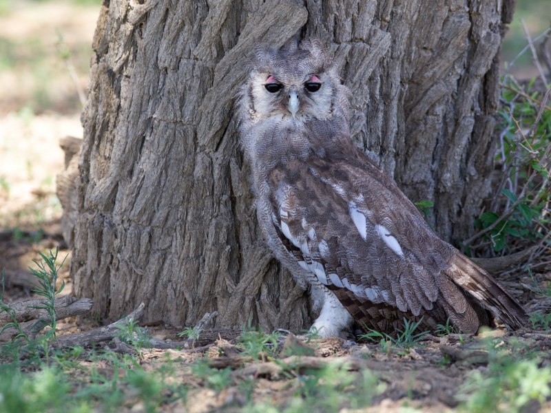 Бледный Филин Bubo lacteus птенцы