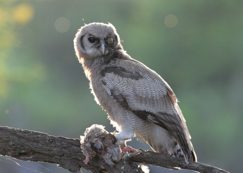 Бледный Филин Bubo lacteus птенцы