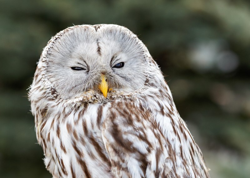 Бледный Филин Bubo lacteus