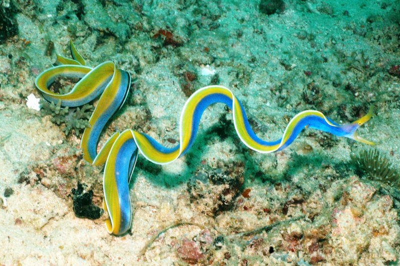 Морская змея мурена
