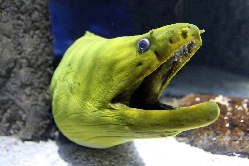 Moray eel