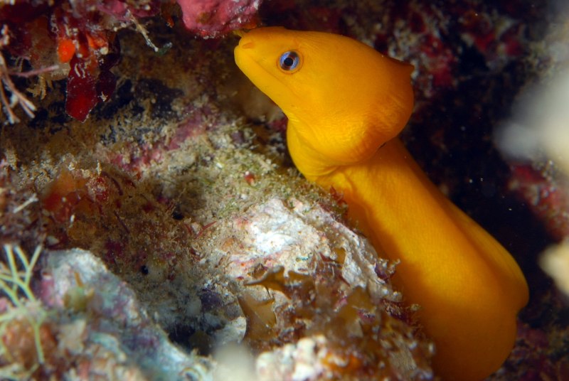 Банановый угорь .Gymnothorax miliaris