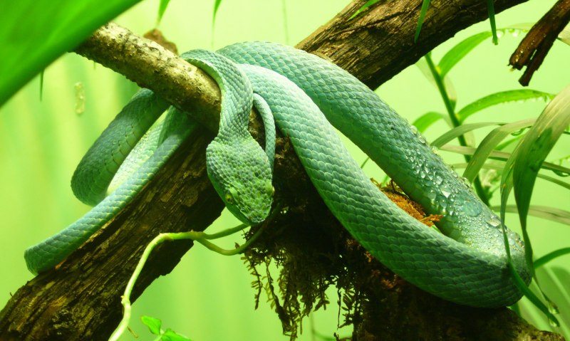 Imantodes inornatus