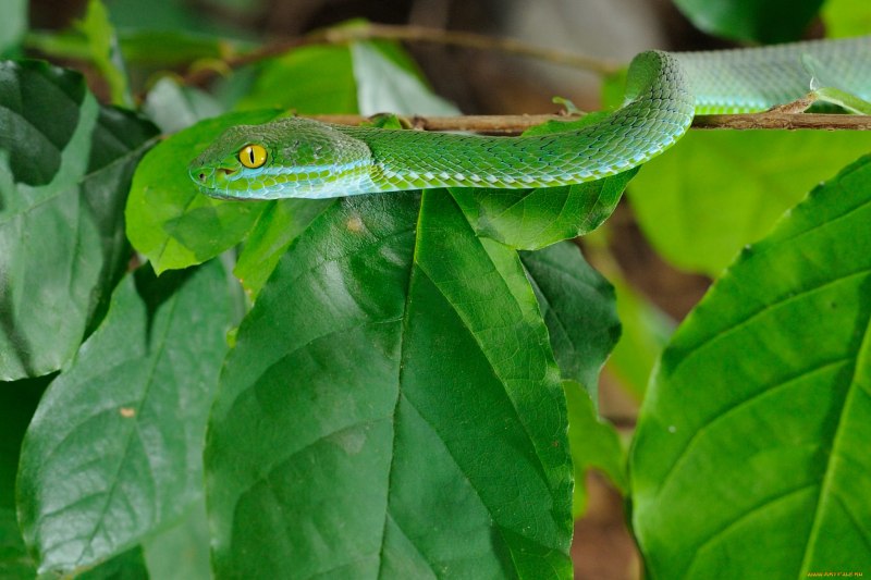 Thelotornis kirtlandii