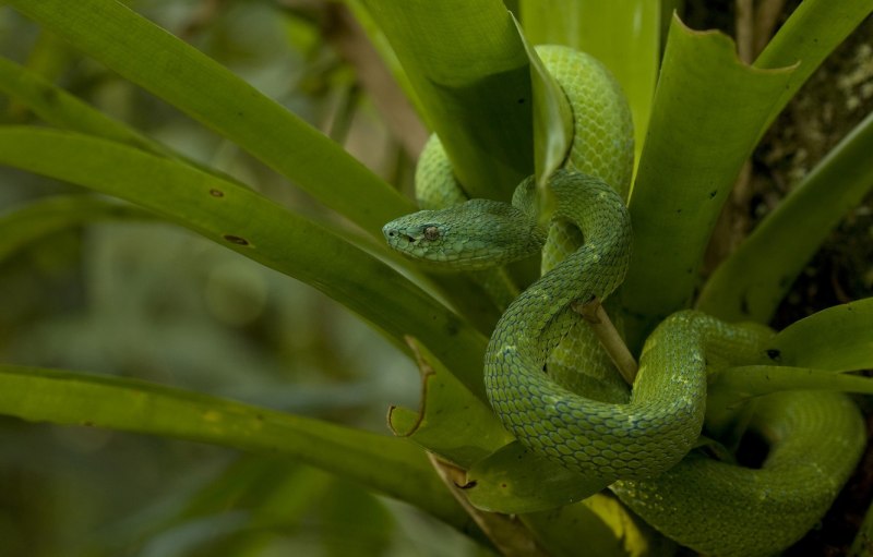 Leptophis Ahaetulla
