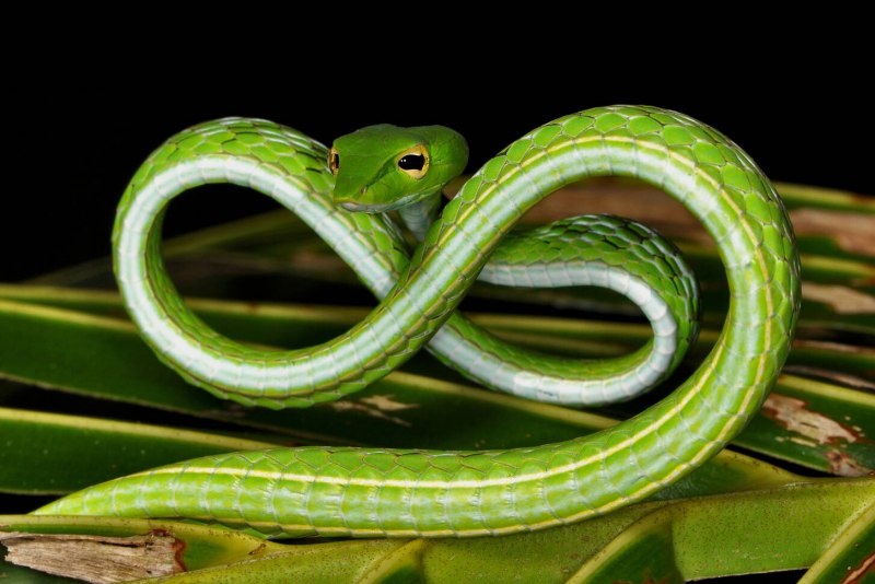 Silver Snake Live Wallpaper