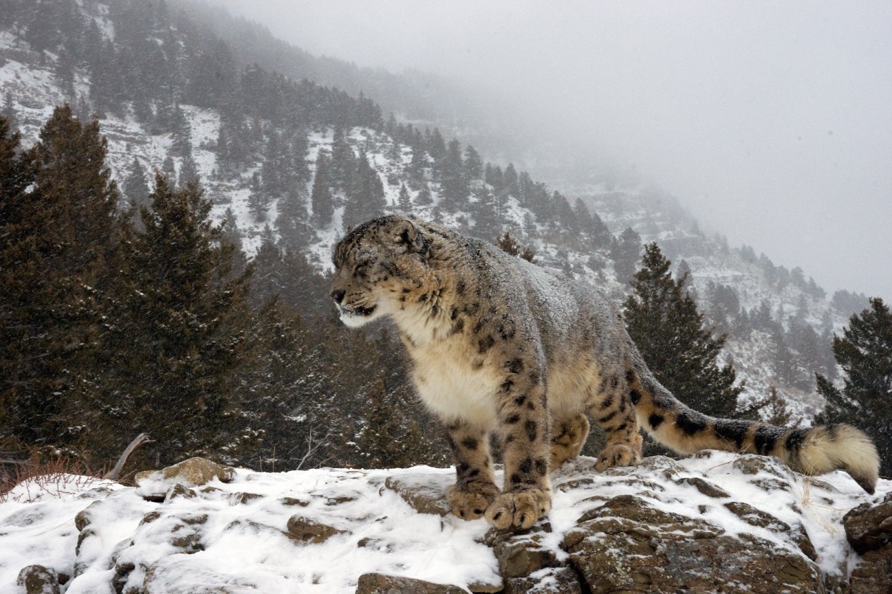 Снежный барс терскол. - Снежный Барс (Panthera uncia. Белуха гора снежный Барс. Снежный Барс в заповеднике. Снежный Барс Алтай.