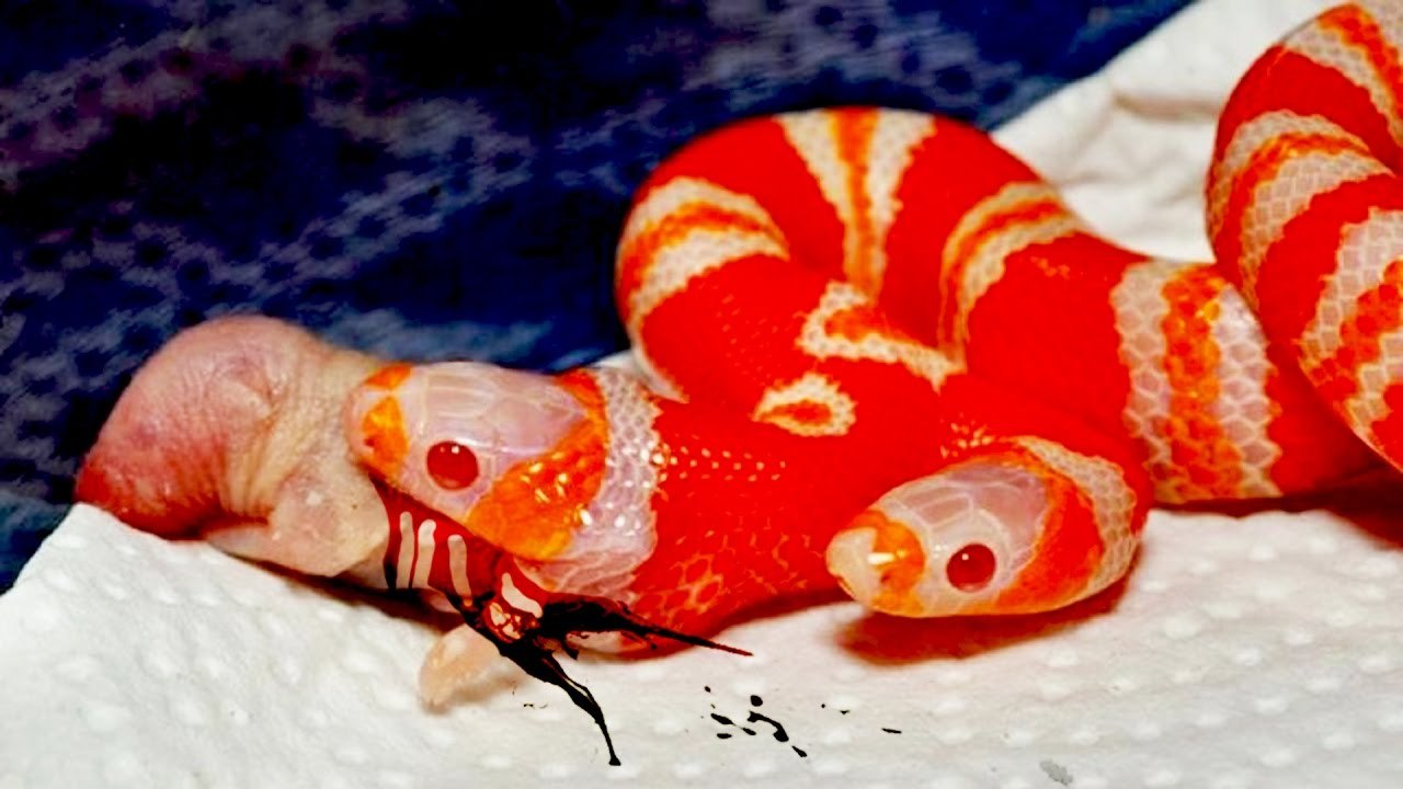 двухголовая змея фото