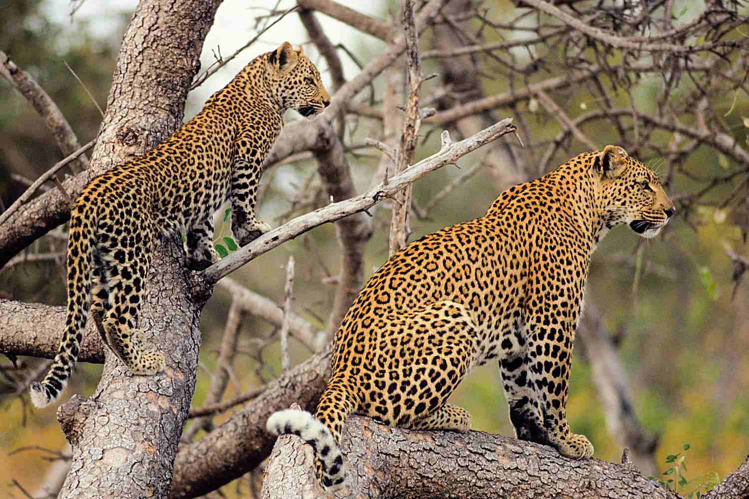 Представители леопард. Леопард Panthera pardus. Севернокитайский леопард. Переднеазиатский леопард.